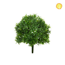 Plants Sweetbay HL 52cm UV