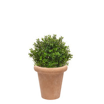 AN Buxus Ball in Ravello Pot 58cm UV