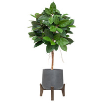 AN Ficus Elastica Ball in Hanover Pot 110cm FR