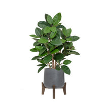 AN Ficus Elastica in Hanover Pot 90cm FR