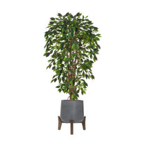 AN Ficus Liana Green in Hanover 175cm FR