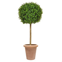 AN Buxus Ball Tree in Ravello Pot 125cm UV