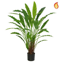 Plants Base Potted Calathea 40lvs 77cm FR-S1