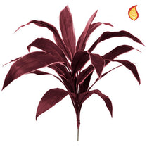 Plants Base Cordyline Burg 62cm FR-S1