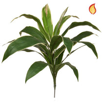 Plants Base Cordyline Grn/Yell 62cm FR-S1