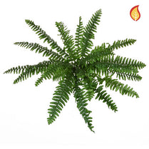 Plants Fern Boston Fern Bush 48cm FR-S1