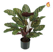 Plants Base Potted Calathea Makoyana 58cm FR-S1