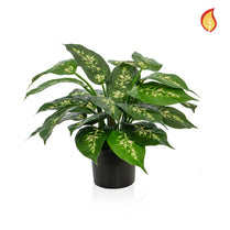 Plants Base Potted Dieffenbachia 37cm FR-S1