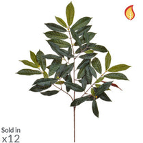 Foliage Capensia Nice Green Red 60cm FR-S1