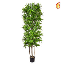 NTT Dracaena Song of Jamaica 180cm FR-S1