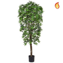 NTT Maple Japanese Green 180cm FR