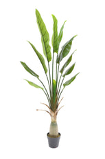 Traveller's Palm - 150cm by Foliages | Souqify