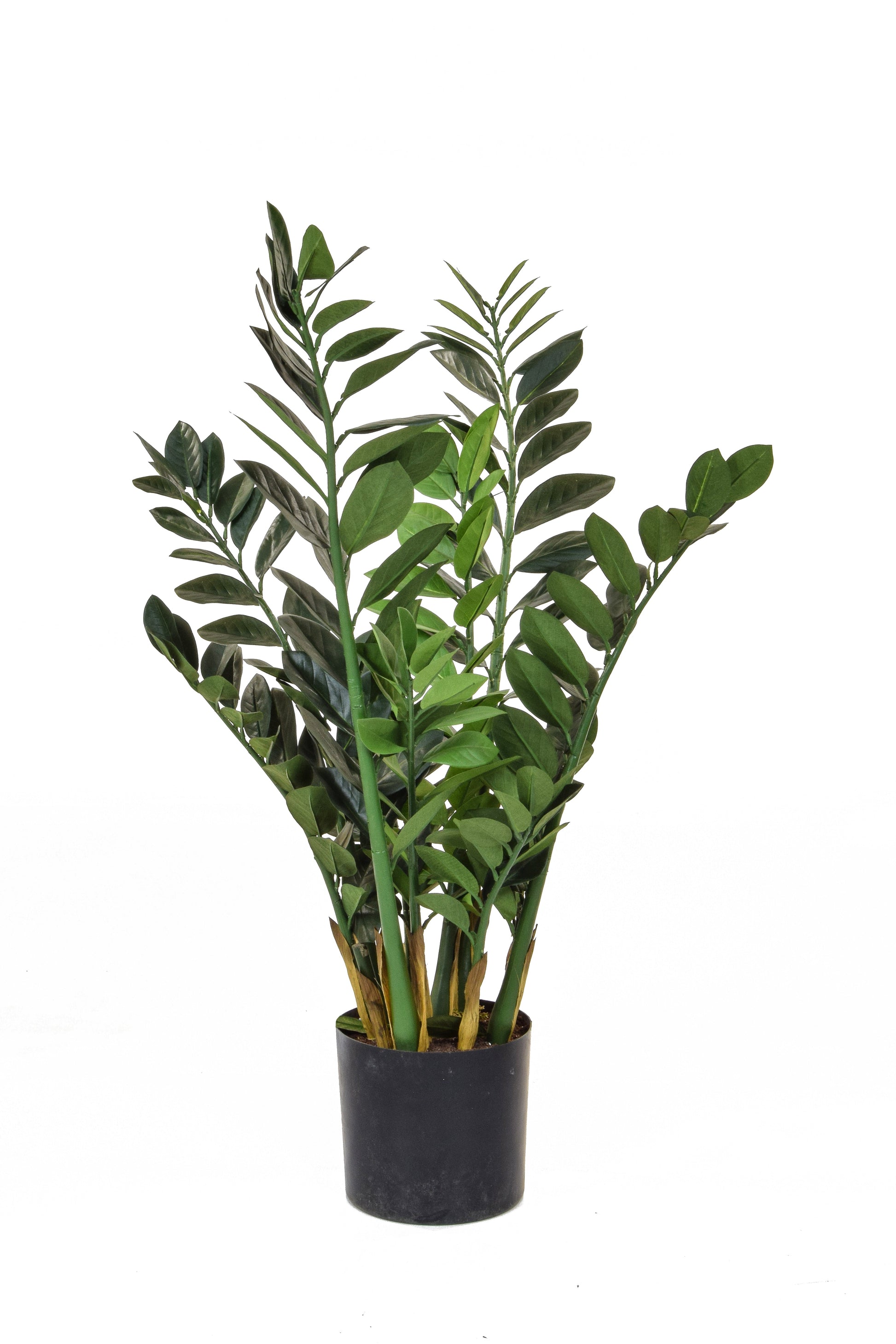 Zamio Zami - 90cm by Foliages | Souqify